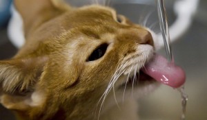 犬や猫などのペットでも飲める天然水の選び方