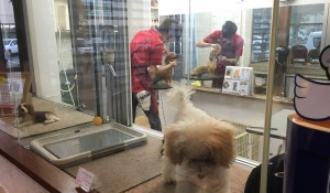 大切なペットを安心してあづけられるトリミングルーム